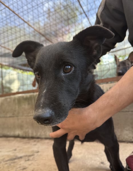 Majka, zarter, lieber Hundemann