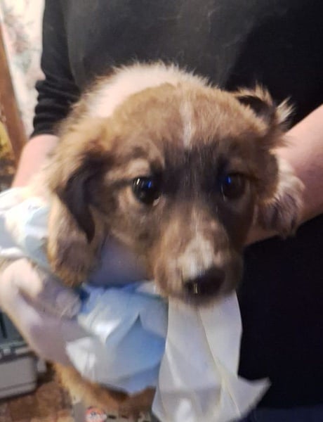 ⭐️FEX⭐️, kleiner Sonnenschein, Rüde ,Welpe, 6 Monate, 23 cm, Mischling, Tierschutz Rumänien