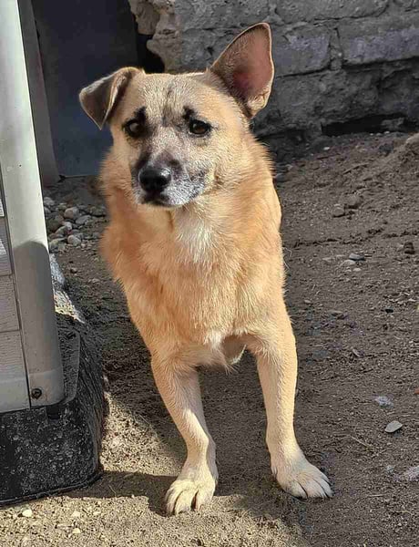 ⭐️TONI⭐️, Rüde, 3 Jahre, 29 cm, Mischling, Tierschutz