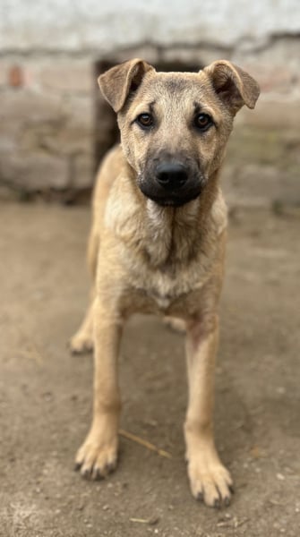 ⭐️Plisch⭐️, verschmuster Welpenmann, 5 Monate, 40 cm, Mischling, Tierschutz