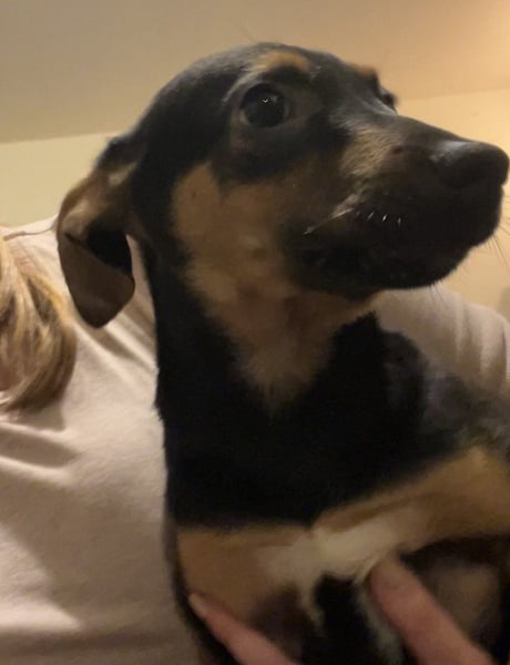 ⭐️BILL⭐️, Rüde, 6 Monate, 32 cm, Mischling, Tierschutz