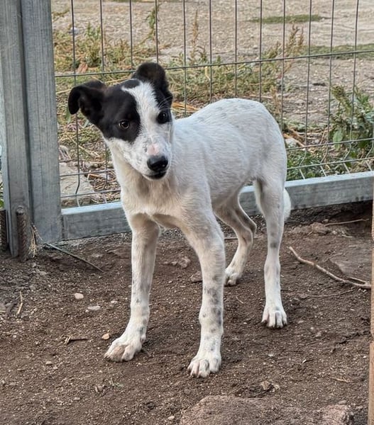 ⭐️SNOW⭐️, Herzensbrecher, Rüde, 9 Monate, ca. 40cm, Mischling, Tierschutz