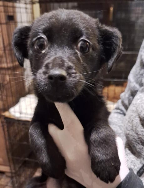 ⭐️WIMPY⭐️, Hündin, 3 Monate, 25 cm, Mischling, Tierschutz