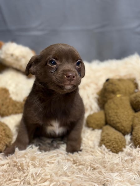 Pindur, kleines Hundekind