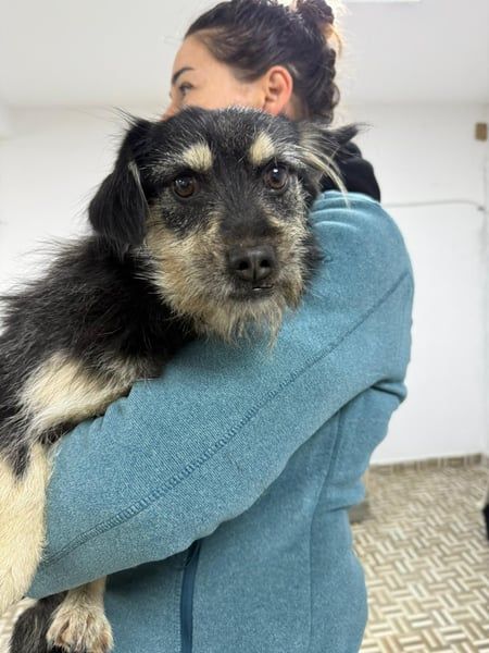 ⭐️Tahia⭐️, kleine Zottel-Maus, Hündin, 1,5 Jahre, 30 cm, Mischling, Tierschutz