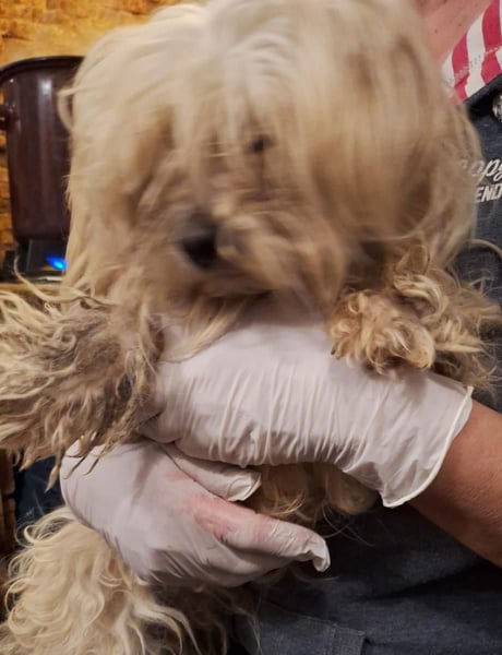 ⭐️FLORA⭐️, Hündin, 2 Jahre, 30 cm, Mischling, Tierschutz