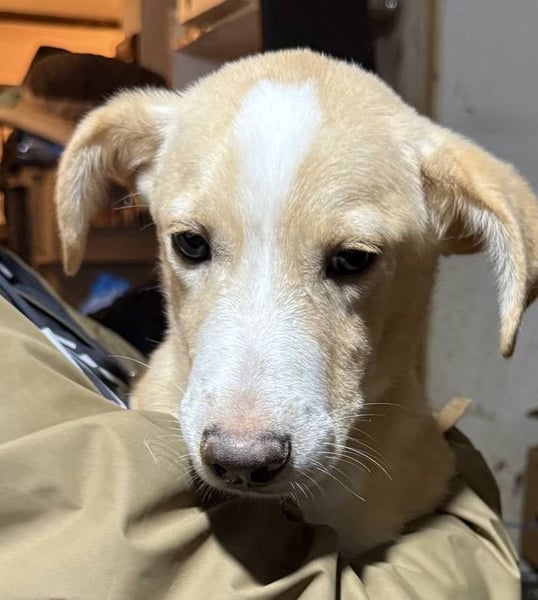 ⭐️Nurian⭐️, schüchterner Welpe, 6 Monate, 35 cm, Mischling, Tierschutz Rumänien