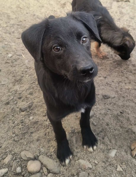 ⭐️YANO⭐️, Rüde, 5 Monate, 25 cm, Mischling, Tierschutz
