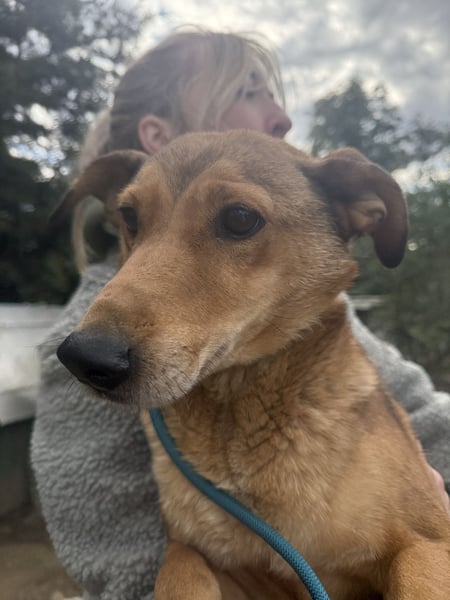 Pityke - freundlicher Hundemann sucht liebevolles Zuhause