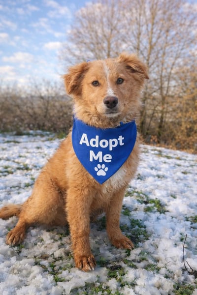 Pancake Tierschutzhund sucht ein Zuhause