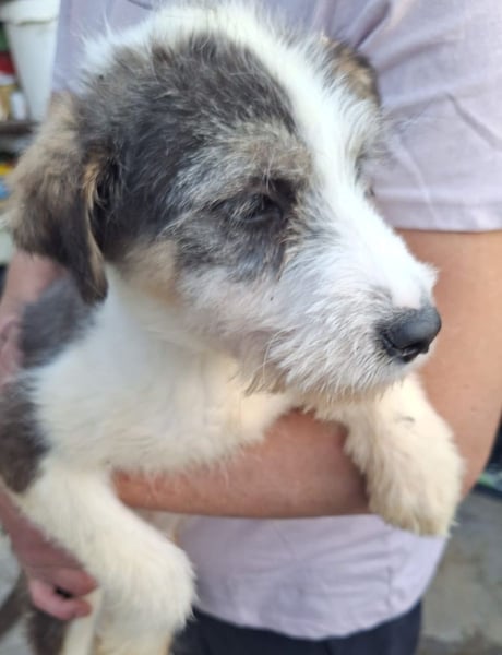 ⭐️NILANA⭐️ wuseliges Welpenmädchen, 4 Monate, 25 cm, Mischling, Tierschutz Rumänien