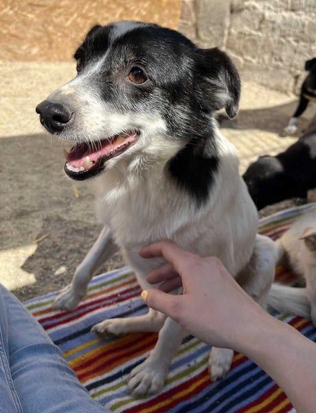 MARENA, anhängliche Hündin, 3 Jahre, 39 cm, Mischling, Tierschutz
