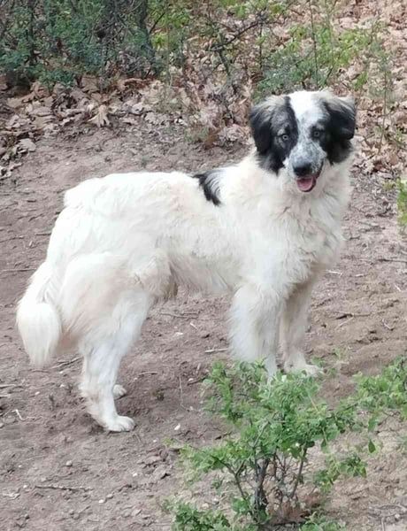 ⭐️RIKY⭐️, hübscher Rüde, 2 Jahre, 35 cm, Mischling, Tierschutz