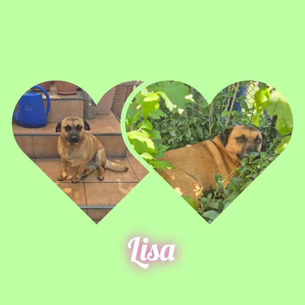 Lisa , kleines liebes Mädel möchte Rumänien verlassen