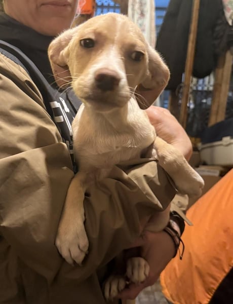 IBIZA, entdeckungsfreudige Welpin, fast 3 Monate, 32 cm, Mischling, Tierschutz Rumänien