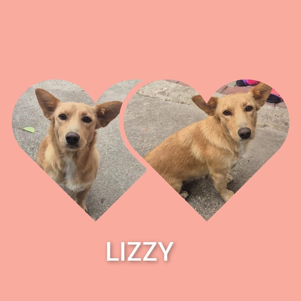 Die kleine süsse Lizzy liebt Menschen+Hunde,und möchte Rumänien schnell verlassen