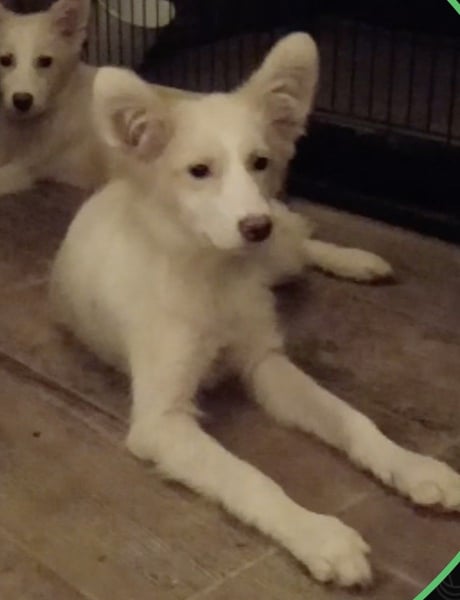 ⭐️NANUK⭐️, mutiges Hundekind, 4 Monate, Welpe, 35 cm, Mischling, Tierschutz Rumänien