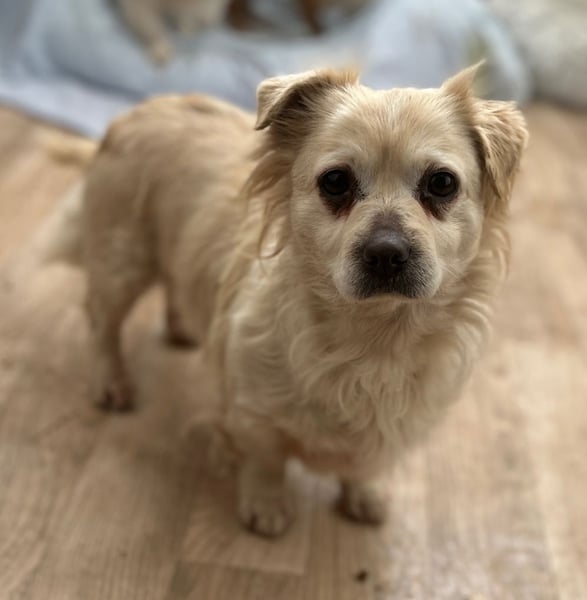 ⭐️TIC⭐️, unkomplizierte Hundemaus, 2 Jahre, 30 cm, Mischling, Tierschutz