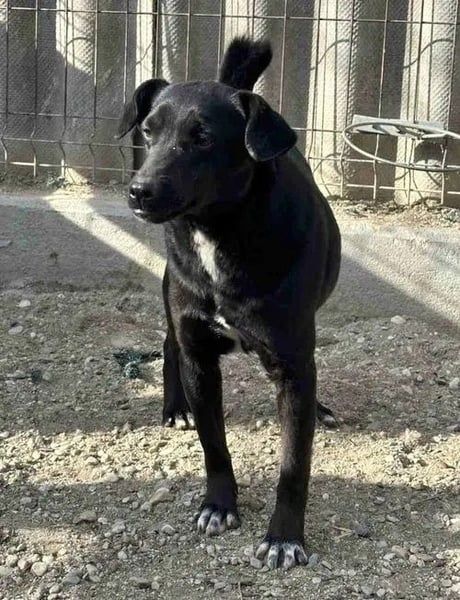 ⭐️RANA⭐️, Hündin, 4 Jahre, 38 cm, Mischling, Tierschutz