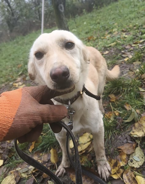 Billy Tierschutzhund sucht ein Zuhause