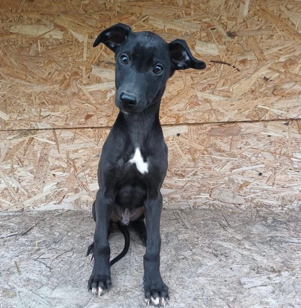 Sancho Tierschutzhund sucht ein Zuhause