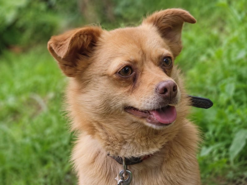 Lina Tierschutzhund sucht ein Zuhause