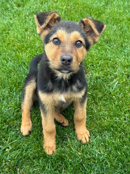 FRIEDA - Hundekind sucht Familienanschluss