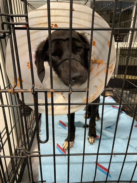 Angus,unser Notfällchen braucht dringend ein ruhiges Plätzchen