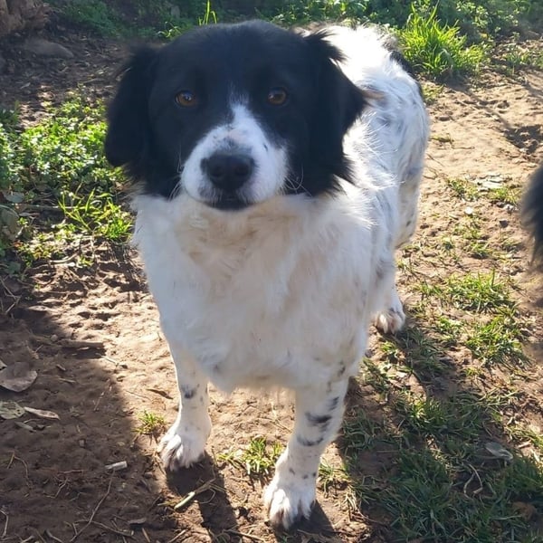 Chara, sucht ein Zuhause- ist vorgemerkt