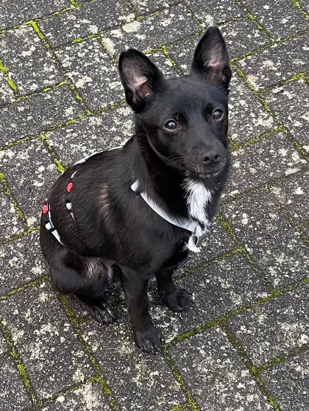 LORI (*2024) auf Pflegestelle in 39606 Osterburg