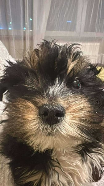 Ubbo, kleiner Wuschel sucht warmes Körbchen