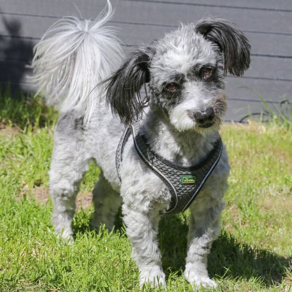 Gottlieb - lieber kleiner Hund - Tierhilfe Franken e.V.