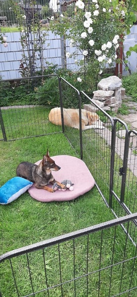 Kara liebe, fröhliche Hündin mit Handicap sucht dringend ihr Zuhause