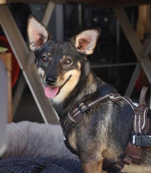 Kara liebe, fröhliche Hündin mit Handicap sucht dringend ihr Zuhause