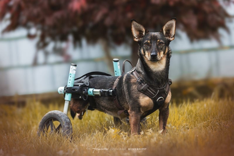 KARA ist fröhlich, aktiv und genießt ihre Freiheit