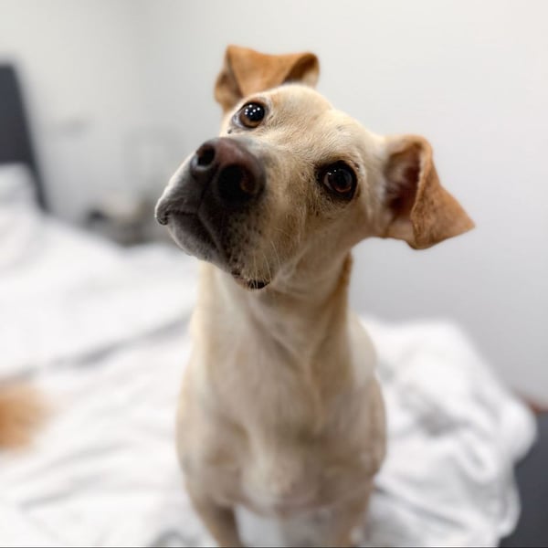 Goldiger Chop auf Körbchensuche