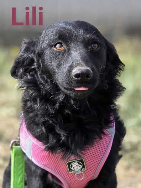 Lilli, kleine Herzensbrecherin