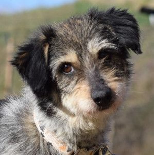 Violetta - auf PS in 53797 Lohmar - bezaubernde Hündin, genießt jede Streicheleinheit