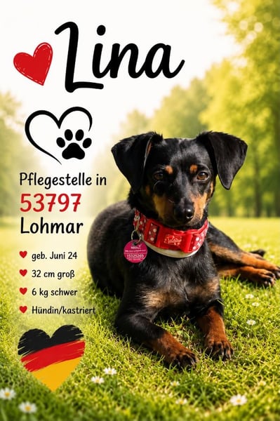 Lina - auf PS in 53797 Lohmar - anfangs vorsichtig, verschmust und liebt es Küsschen zu geben