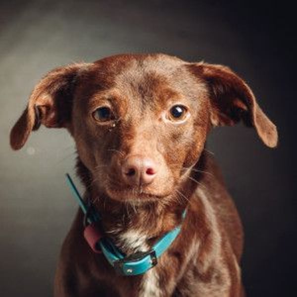 Honey - anfangs etwas schüchtern, freundlich & verspielt