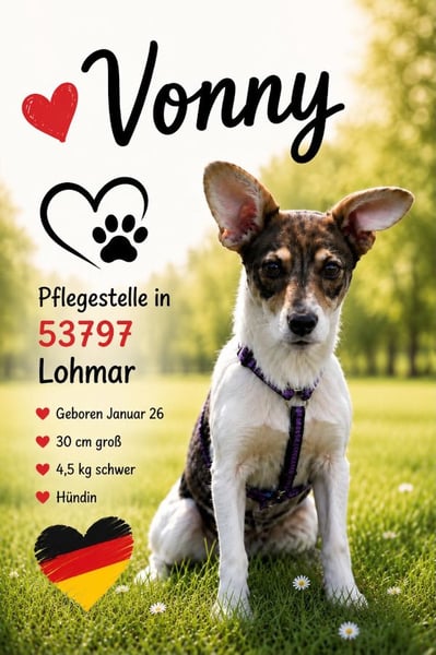 Vonny - auf PS in 53797 Lohmar - lernfreudig, aufgeschlossen, verschmust & neugierig