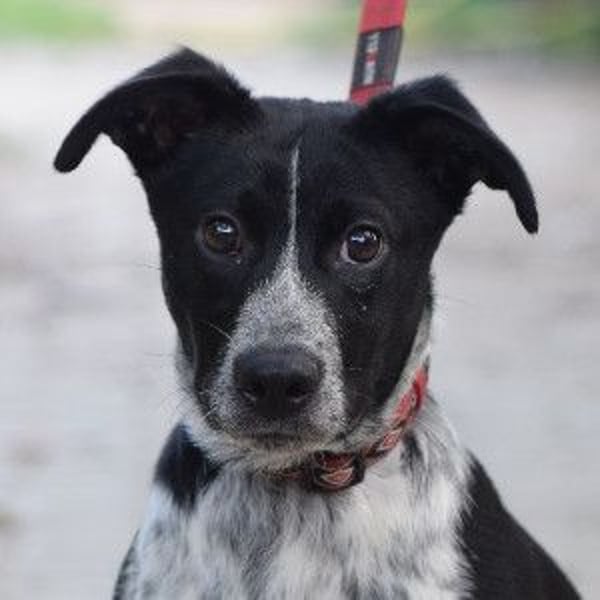 Guba - anfangs etwas vorsichtig, freundlich, neugierig & verschmust