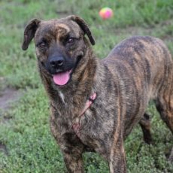 Lulu - liebenswerte Hündin die Zeit braucht um Vertrauen  aufzubauen