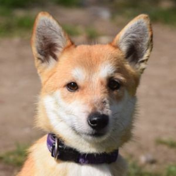 Valerie - auf PS in 45147 Essen - sehr nette, menschenbezogene und verschmuste Hündin