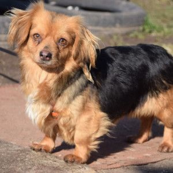 Felia - nette kleine Mischlingshündin die erst Vertrauen aufbauen muß