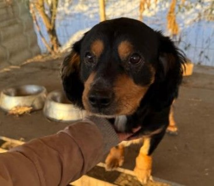 Howie kleiner Schmuser wartet auf ein liebevolles Zuhause
