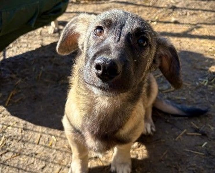 Unai süßer Junghund