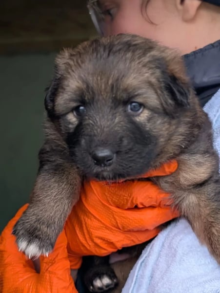 zauberhafte Dori sucht Ihre Menschen