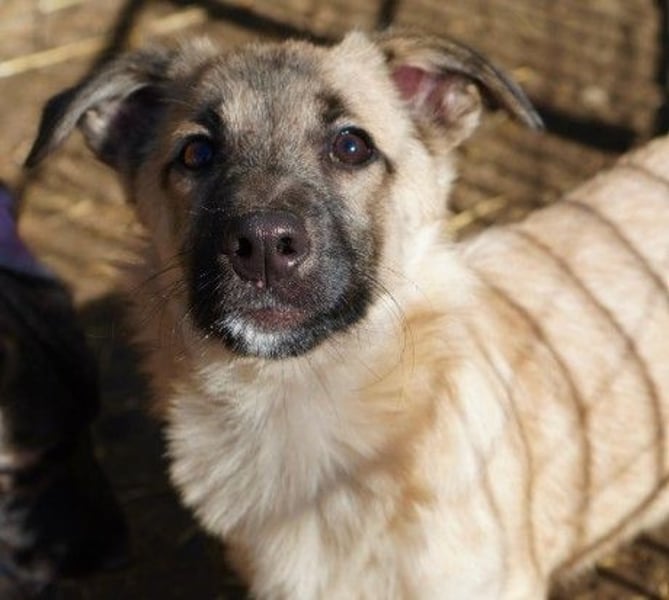 zauberhafter kleiner Urmel