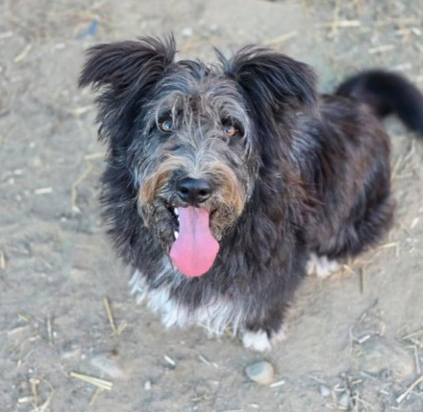 Verschmuste, freundliche Junghündin Susi sucht ihre Familie